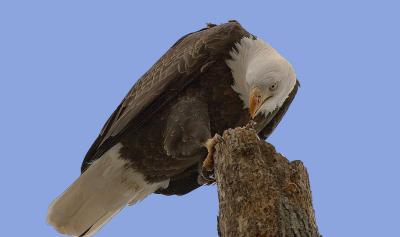 End of Meal for Bald Eagle
