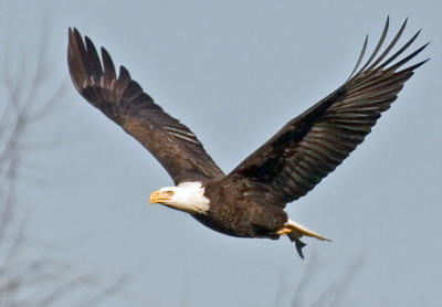 Eagle Weekend at Conowingo Dam , Hosted by Bob Gilley