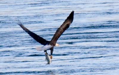 Bald Eagle catches dinner