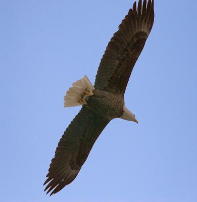 Bald Eagle Soaring Overhead