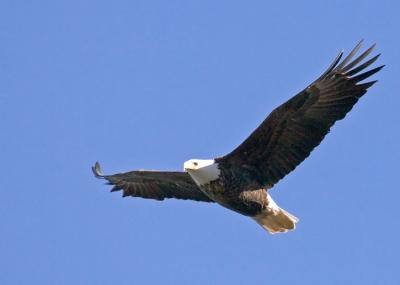 Soaring Eagle
