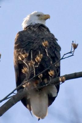 Eagle searching