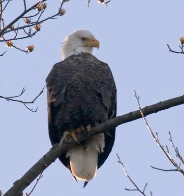 Bald Eagle posing