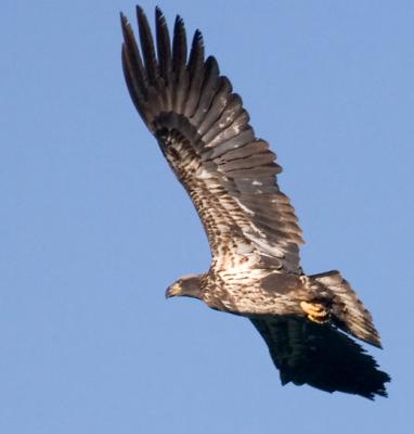 Soaring Golden Eagle