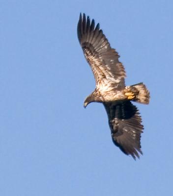 Eagle Weekend at Conowingo Dam , Hosted by Bob Gilley