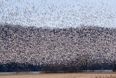 Tons of Snow Geese in Flight