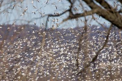 Snow Geese in Flight through the Trees