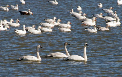 Swans Crashing Snow Geese Party