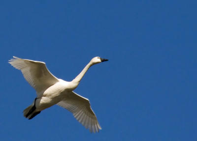 Graceful Swan in Flight