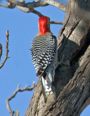 Red Bellied Woodpecker