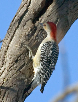 Red Bellied Woodpecker 1