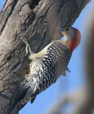 Red Bellied Woodpecker 2