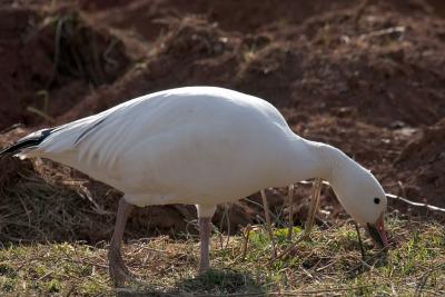 Snow Goose eating