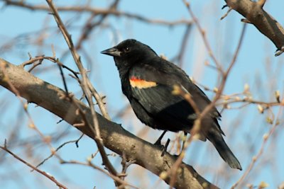 Blackbird
