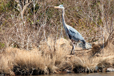 Great Blue Heron