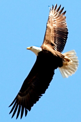 Bald Eagle in Flight