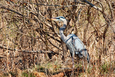 Great Blue Heron