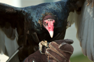 Turkey Vulture