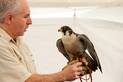Falcon