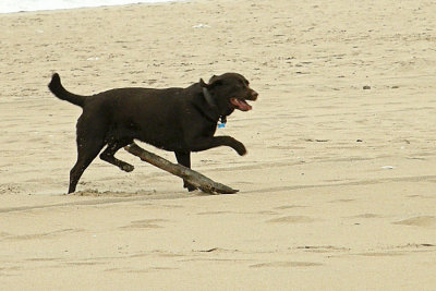 Dog Playing Fetch