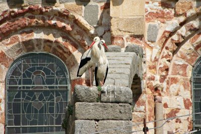 vila - storks at the Cathedral