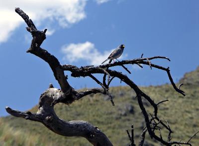 Cerro Banderita, near La Falda