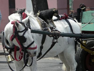 Feria de Mataderos