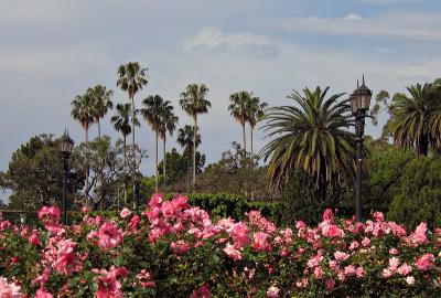 Rose Garden, Palermo
