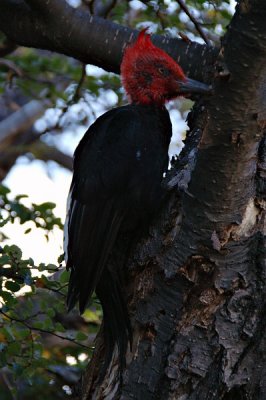 Woodpecker, near El Chaltn
