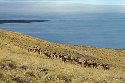 Guanaco herd, Cerro Fras