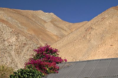 Pisco Elqui