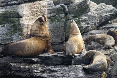 Sea Lions, Isla Choros