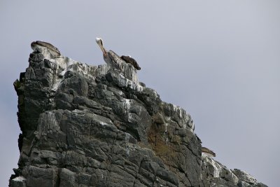 Pelican, Isla Choros