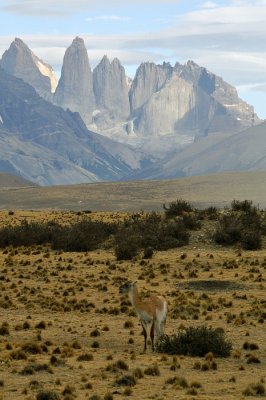 Guanaco, Torres del Paine