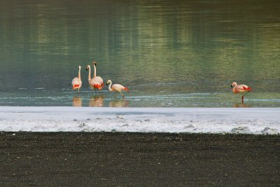 Flamingo, Laguna Amarga, Torres del Paine