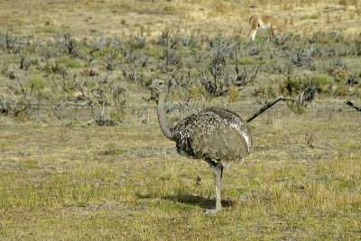 and (Rhea), Torres del Paine