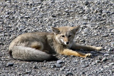 Fox, Torres del Paine