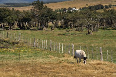 Near Punta Arenas