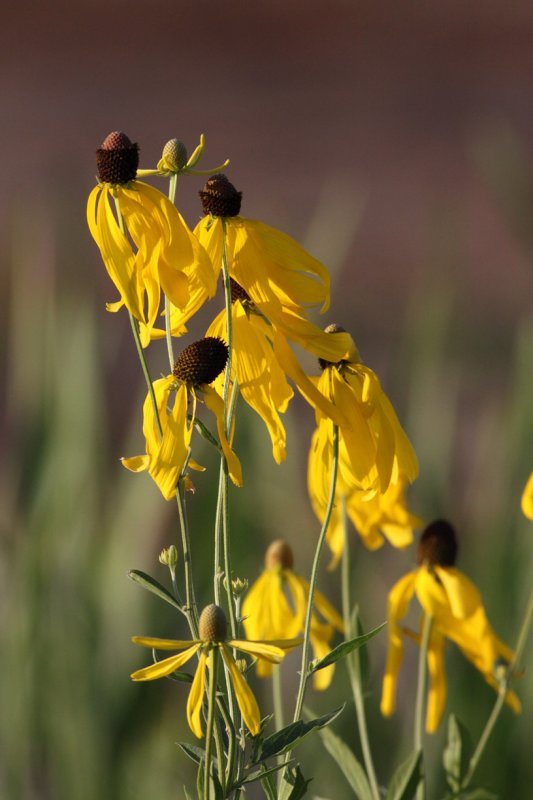 Yellow in the Wind