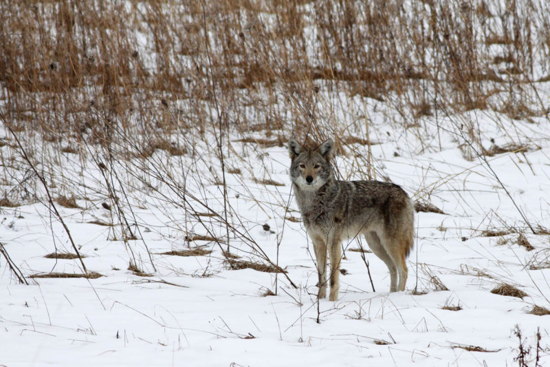 Camera Crazy Coyote