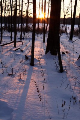 Long Shadows