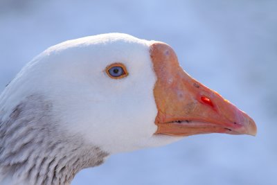 Ol' Blue Eyes