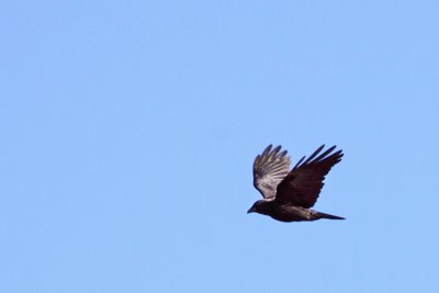 As the Crow Flies