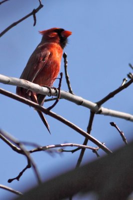 Illinois State Bird