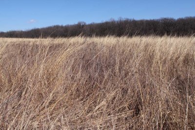 Late Winter on the Prairie