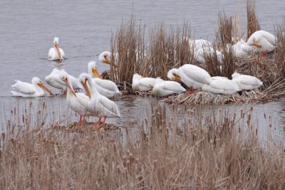 Pelican Rest Period