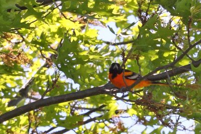 Maryland Bird