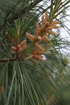 Pine Blooms