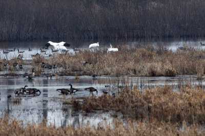 Whoopers in Illinois