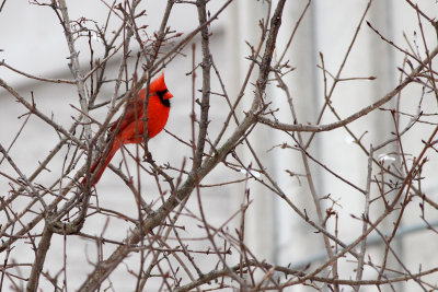 Color on a Gray Day